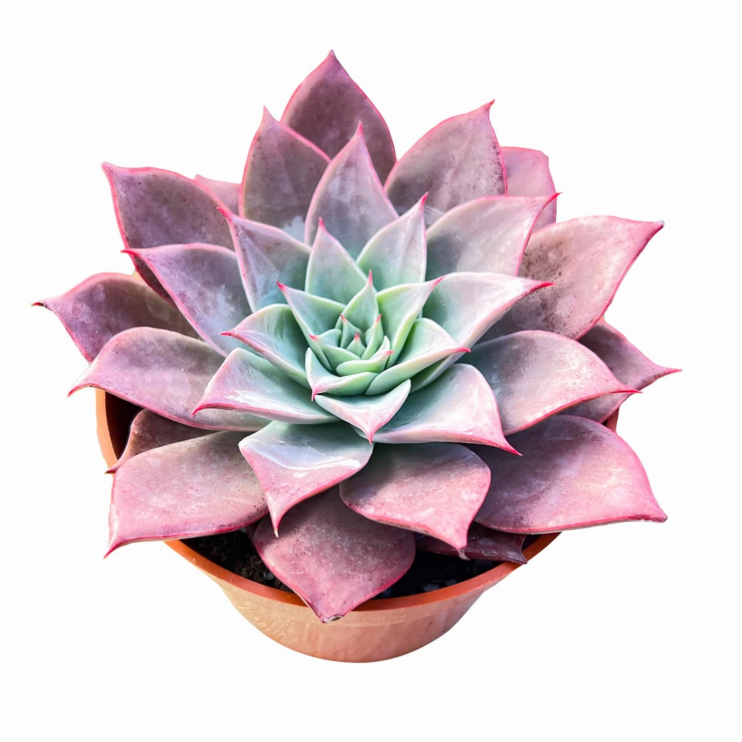 Echeveria The Next Gardener Meiya (4 inch)