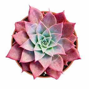 Echeveria The Next Gardener Meiya (4 inch) mini ornamental plant  