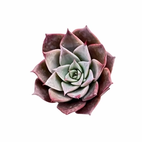 Echeveria The Next Gardener Meiya (Rare) mini ornamental plant  