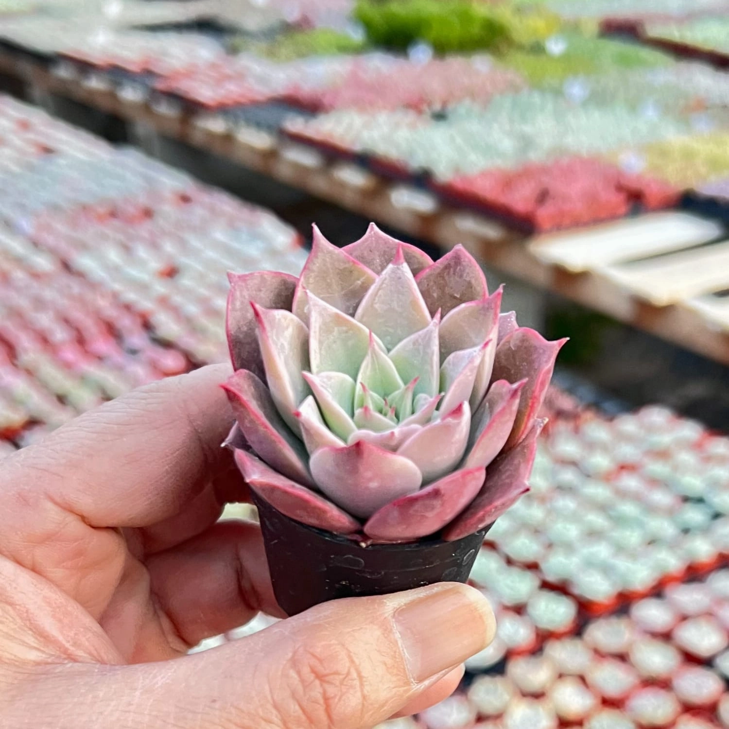 Echeveria The Next Gardener Meiya (Rare)