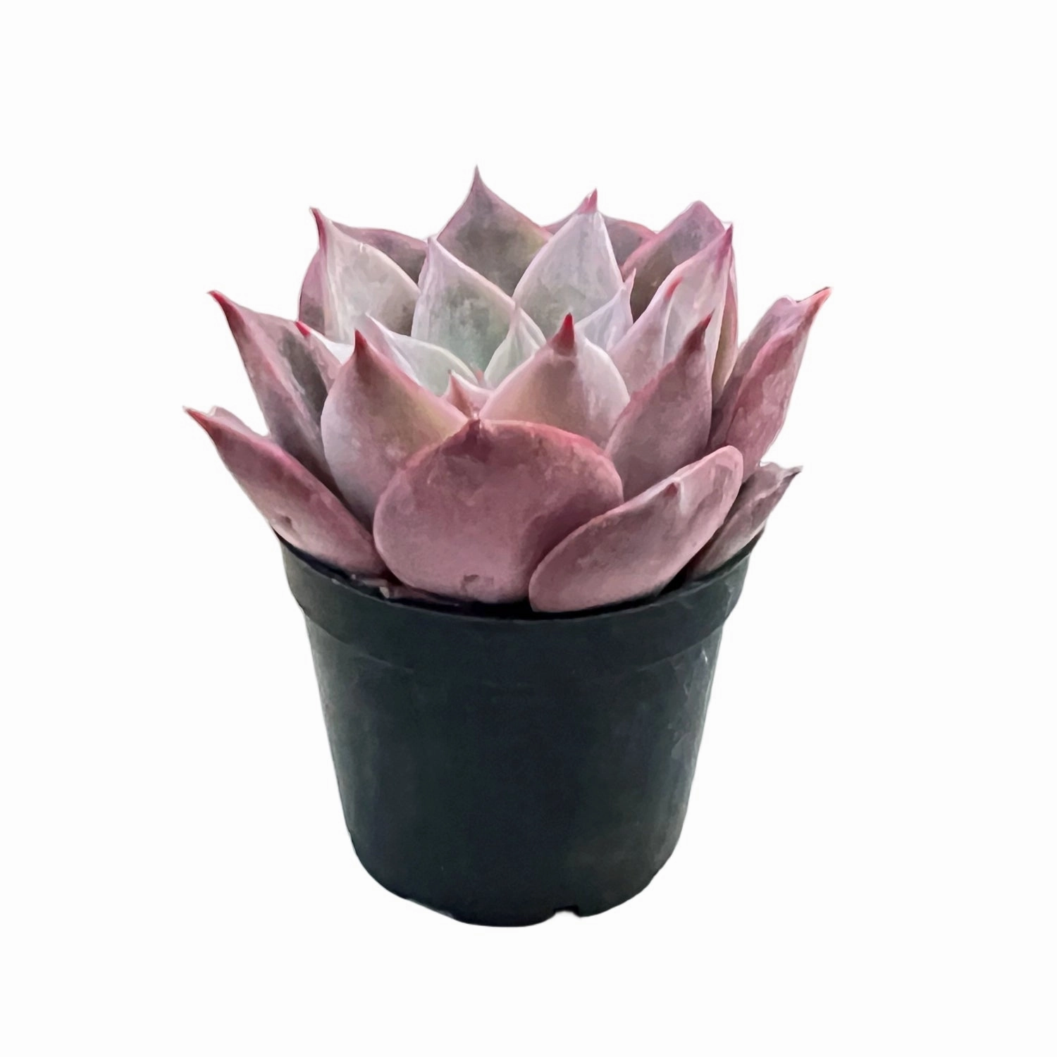 Echeveria The Next Gardener Meiya (Rare)