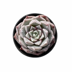 Echeveria The Next Gardener Perfume Taro mini ornamental plant  