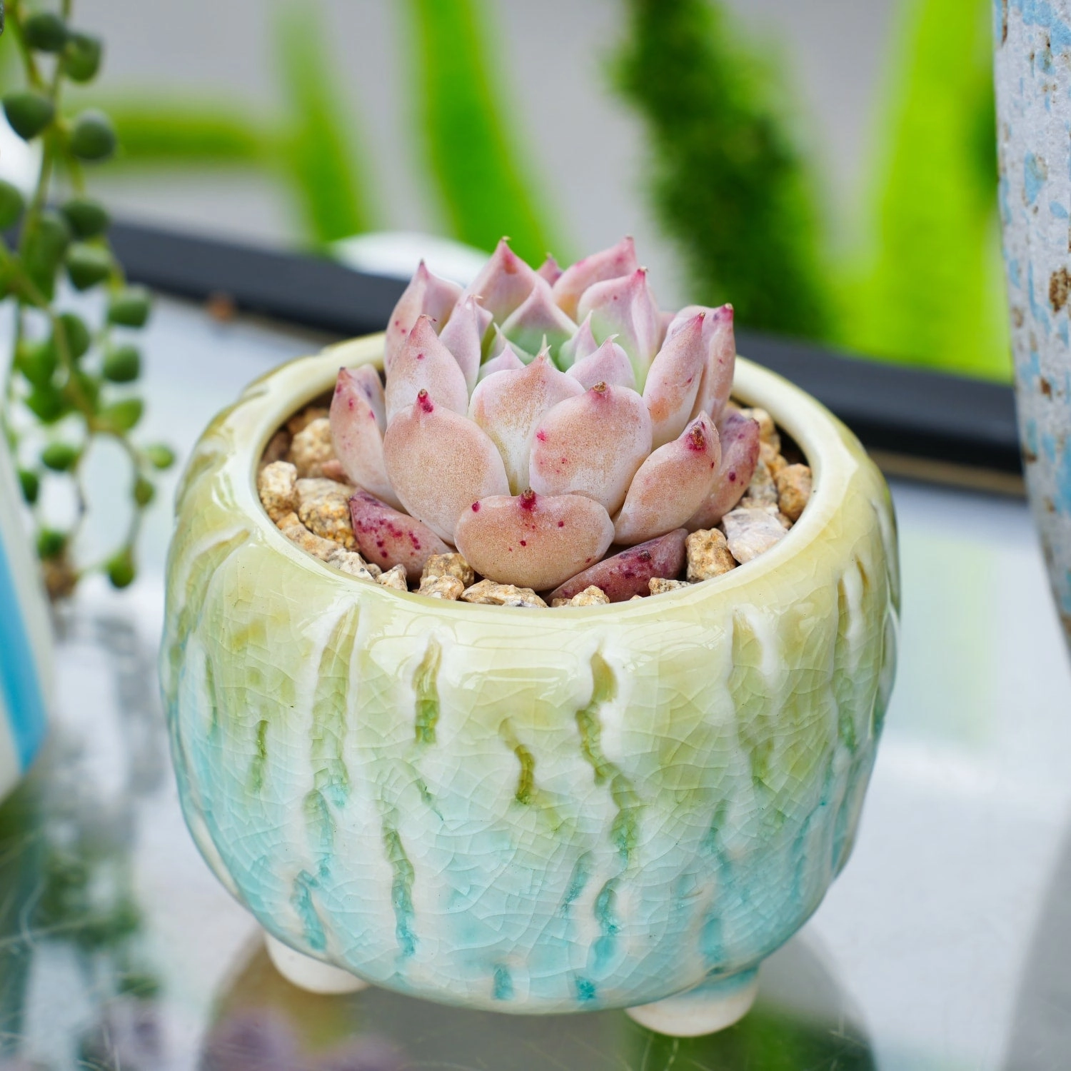 Echeveria The Next Gardener Perfume Taro