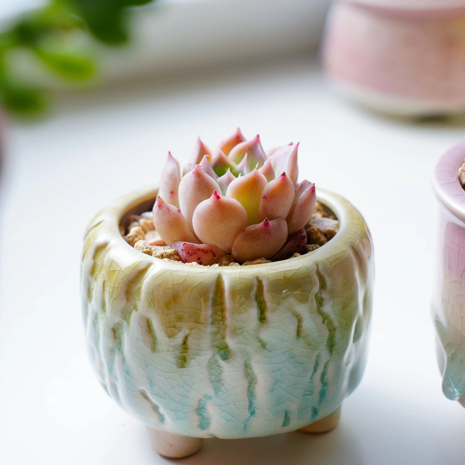 Echeveria The Next Gardener Perfume Taro