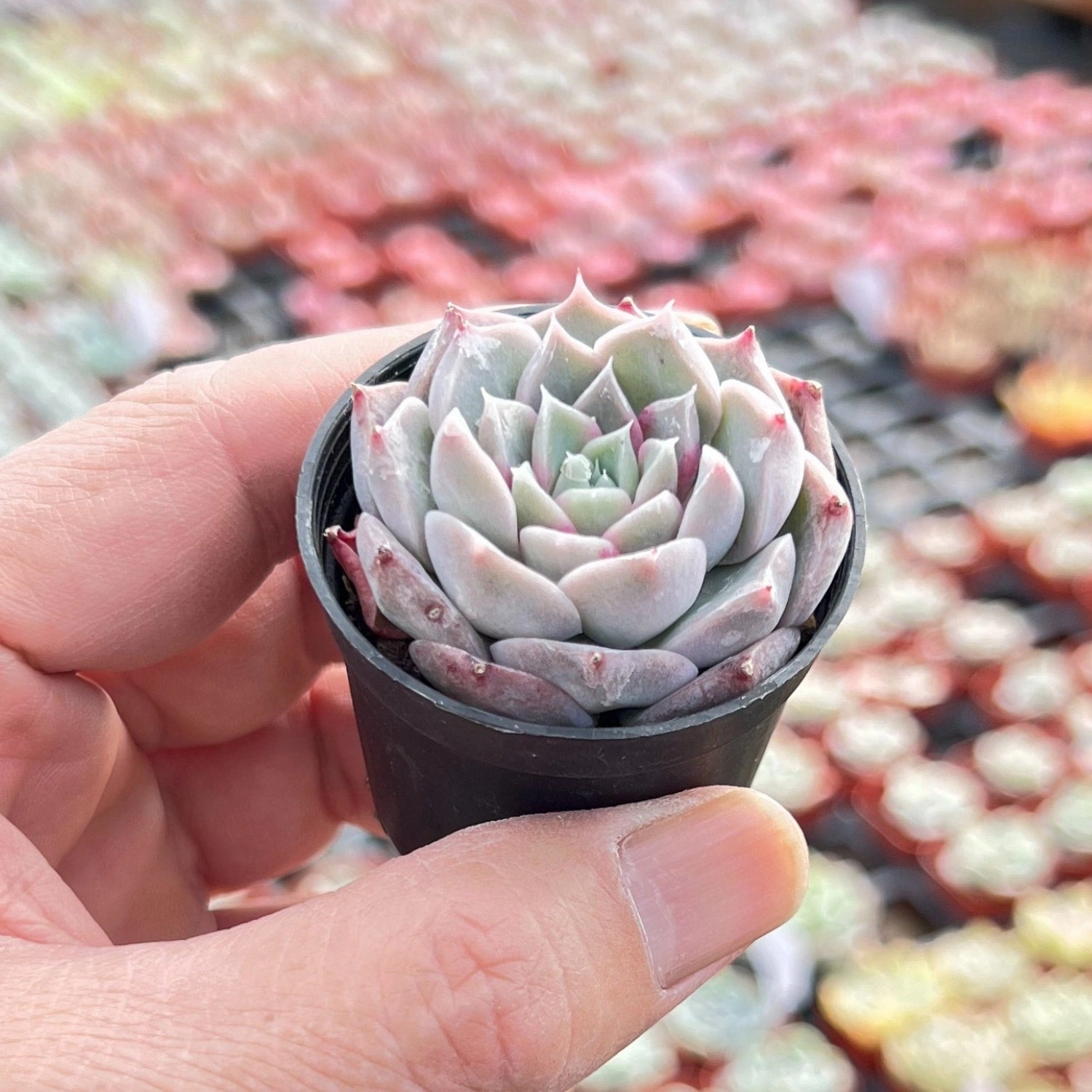 Echeveria The Next Gardener Perfume Taro