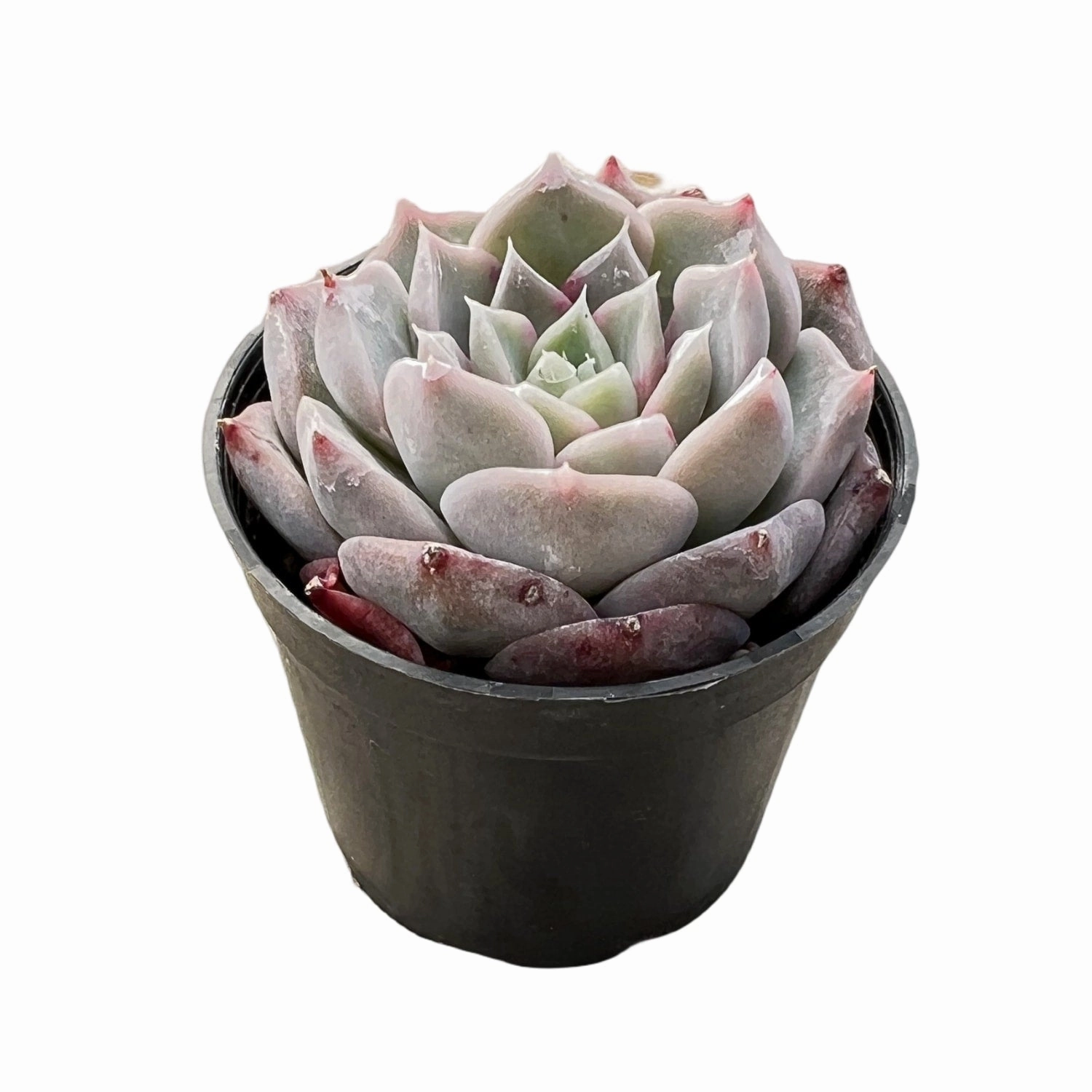 Echeveria The Next Gardener Perfume Taro