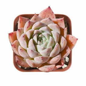 Echeveria The Next Gardener Pink Sea mini ornamental plant  