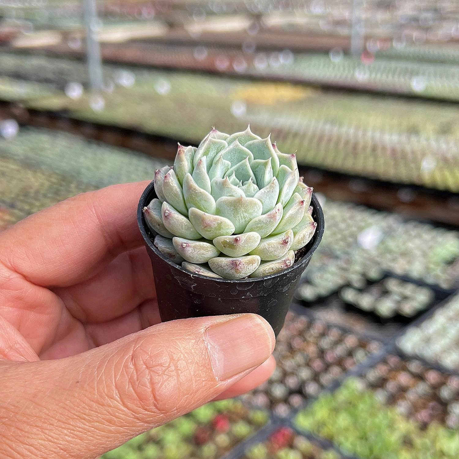 Echeveria The Next Gardener Pink Sea