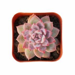 Echeveria The Next Gardener White Ice mini ornamental plant  