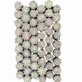 Echeveria The Next Gardener White Ice Bulk 54 Tray - 2in Pot mini ornamental plant  