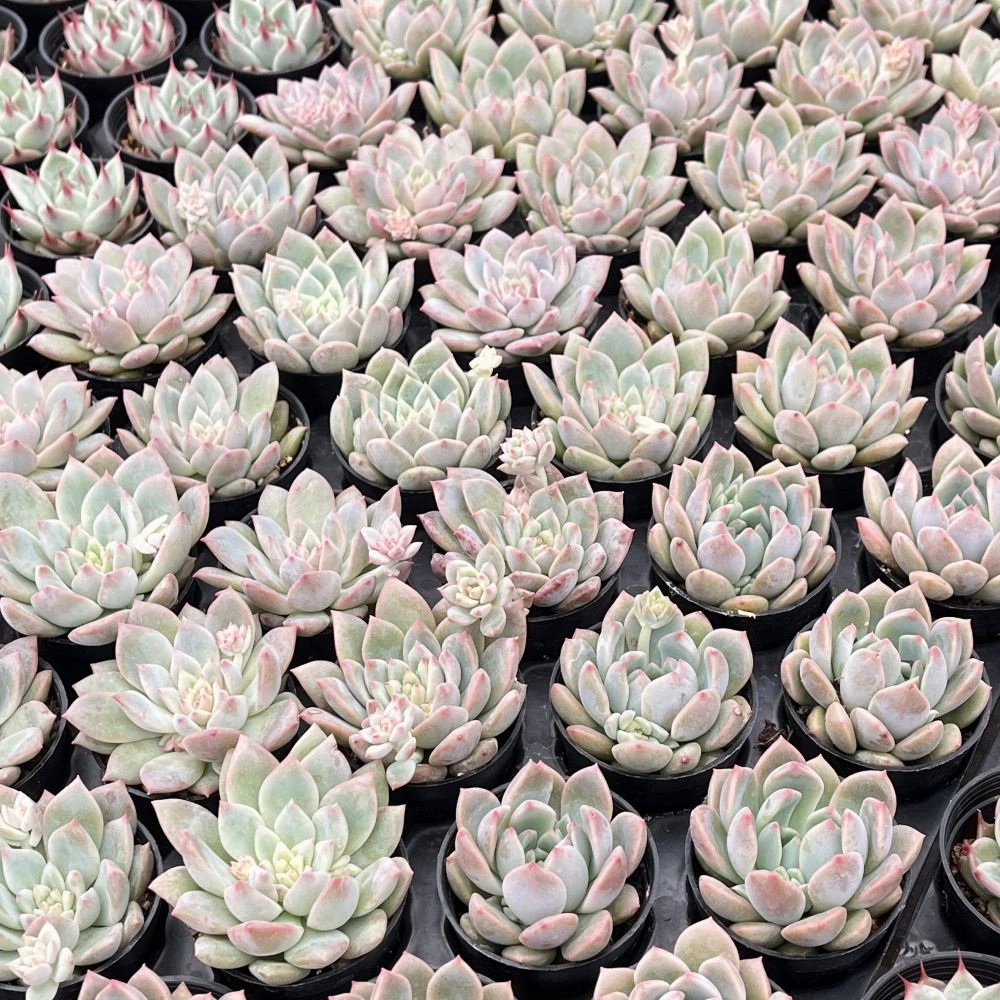 Echeveria The Next Gardener White Ice Bulk 54 Tray - 2in Pot