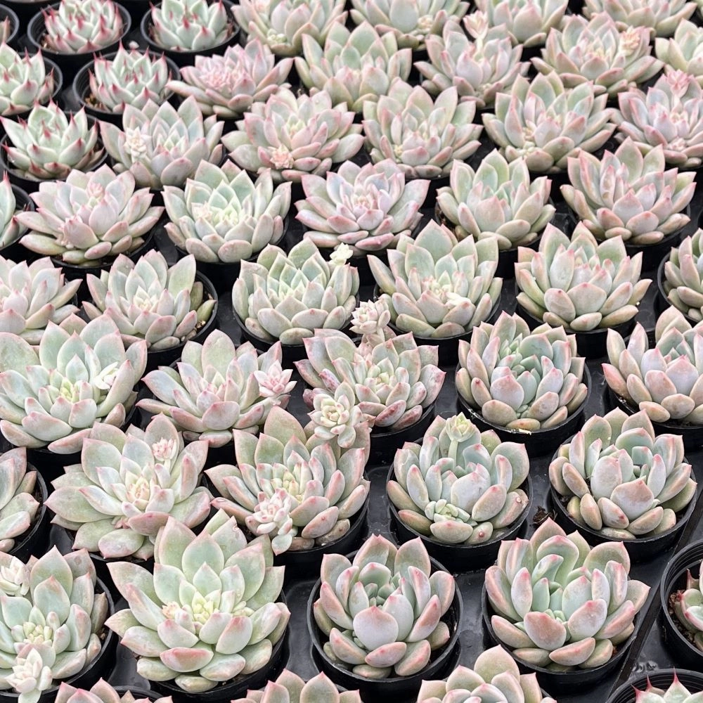 Echeveria The Next Gardener White Ice Bulk 54 Tray - 2in Pot