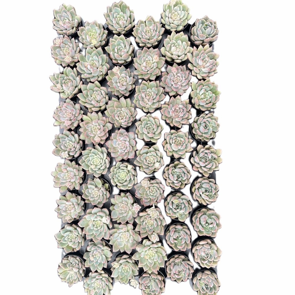Echeveria The Next Gardener White Ice Bulk 54 Tray - 2in Pot mini ornamental plant  