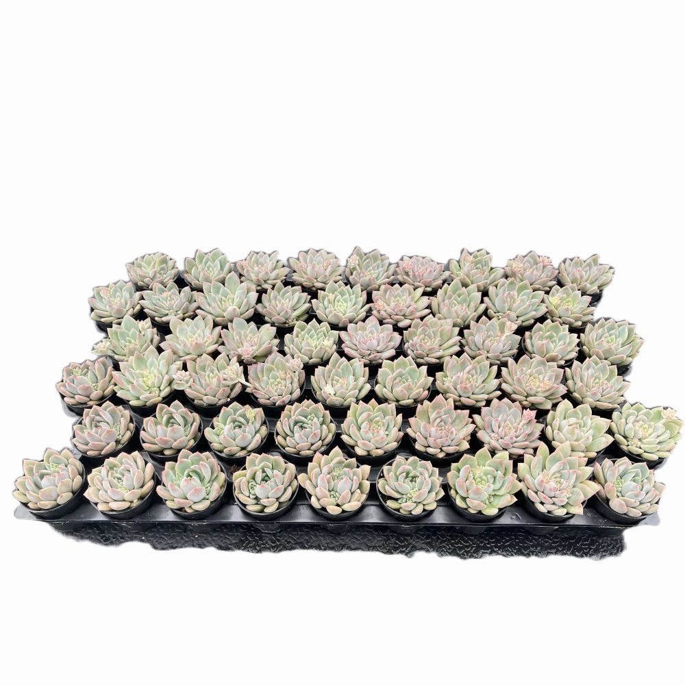 Echeveria The Next Gardener White Ice Bulk 54 Tray - 2in Pot