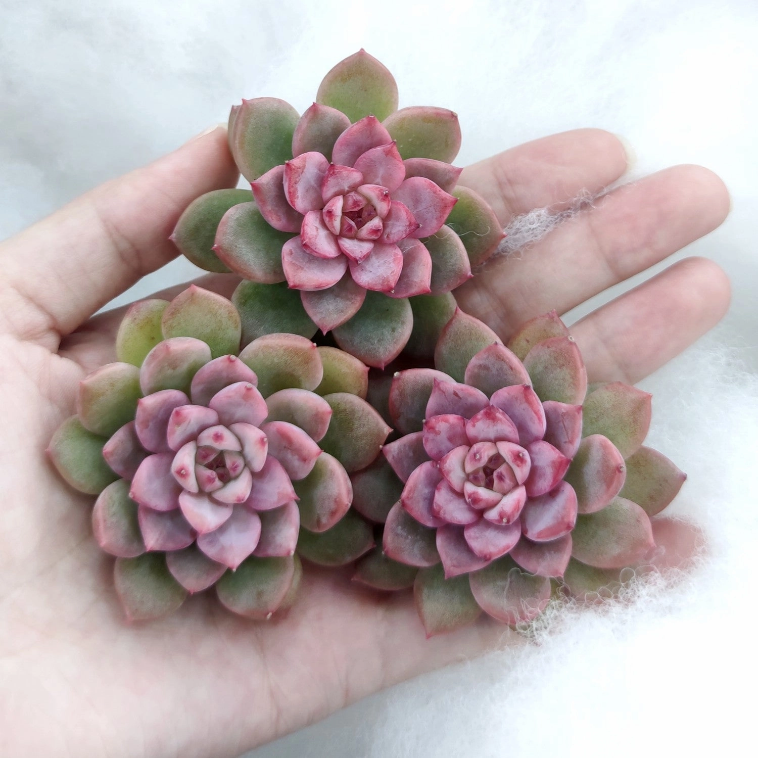 Echeveria The Next Gardener White Ice