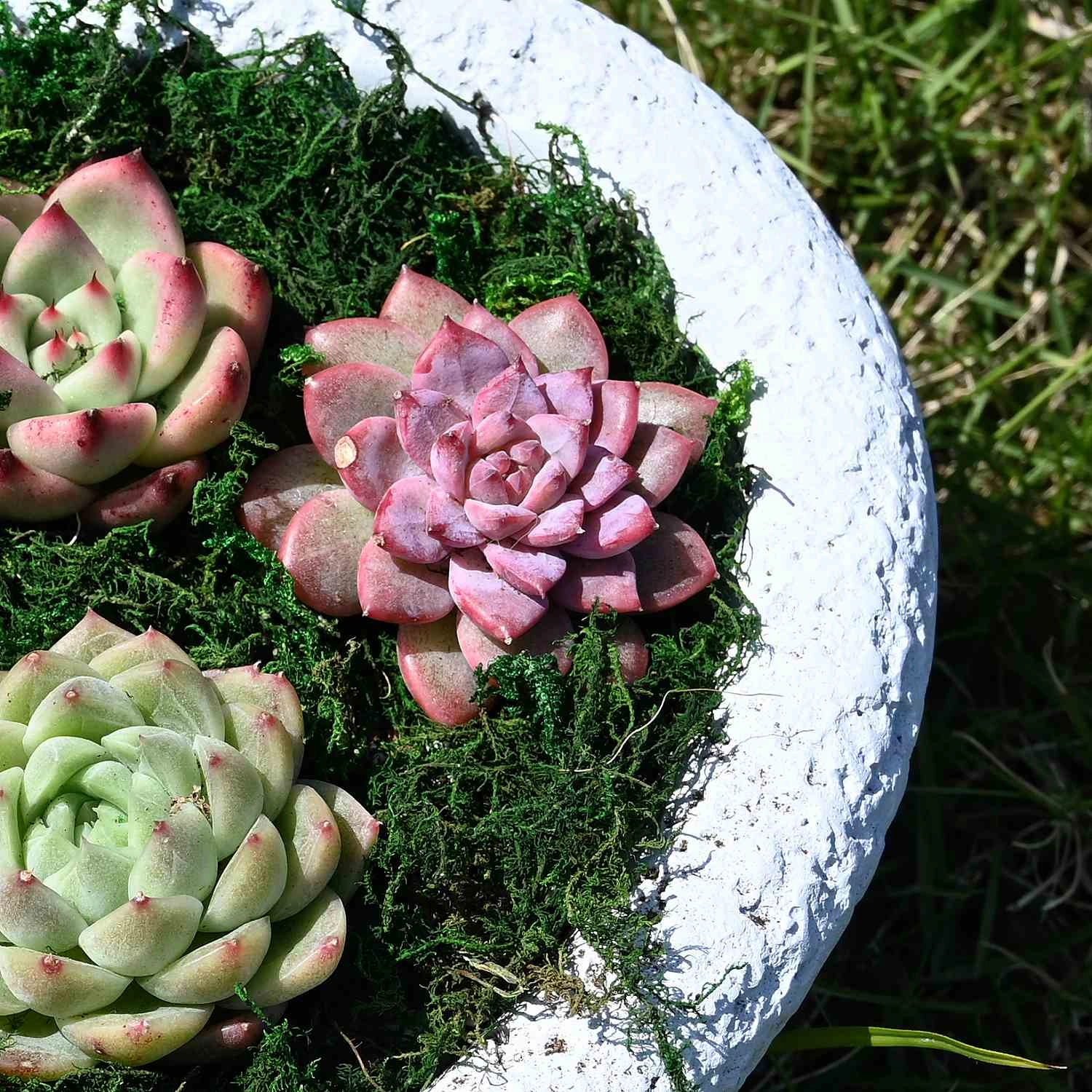 Echeveria The Next Gardener White Ice