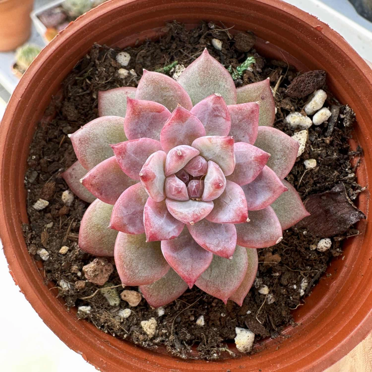 Echeveria The Next Gardener White Ice