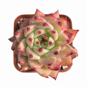 Echeveria The Next Gardener Yamaki mini ornamental plant  