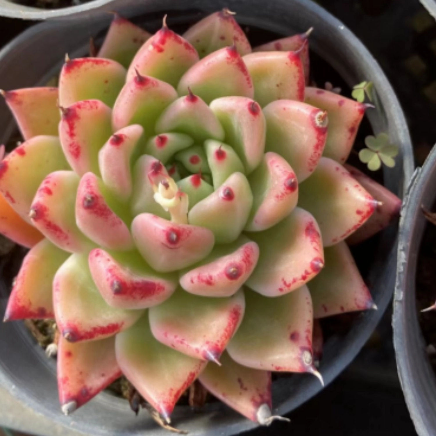 Echeveria The Next Gardener Yamaki