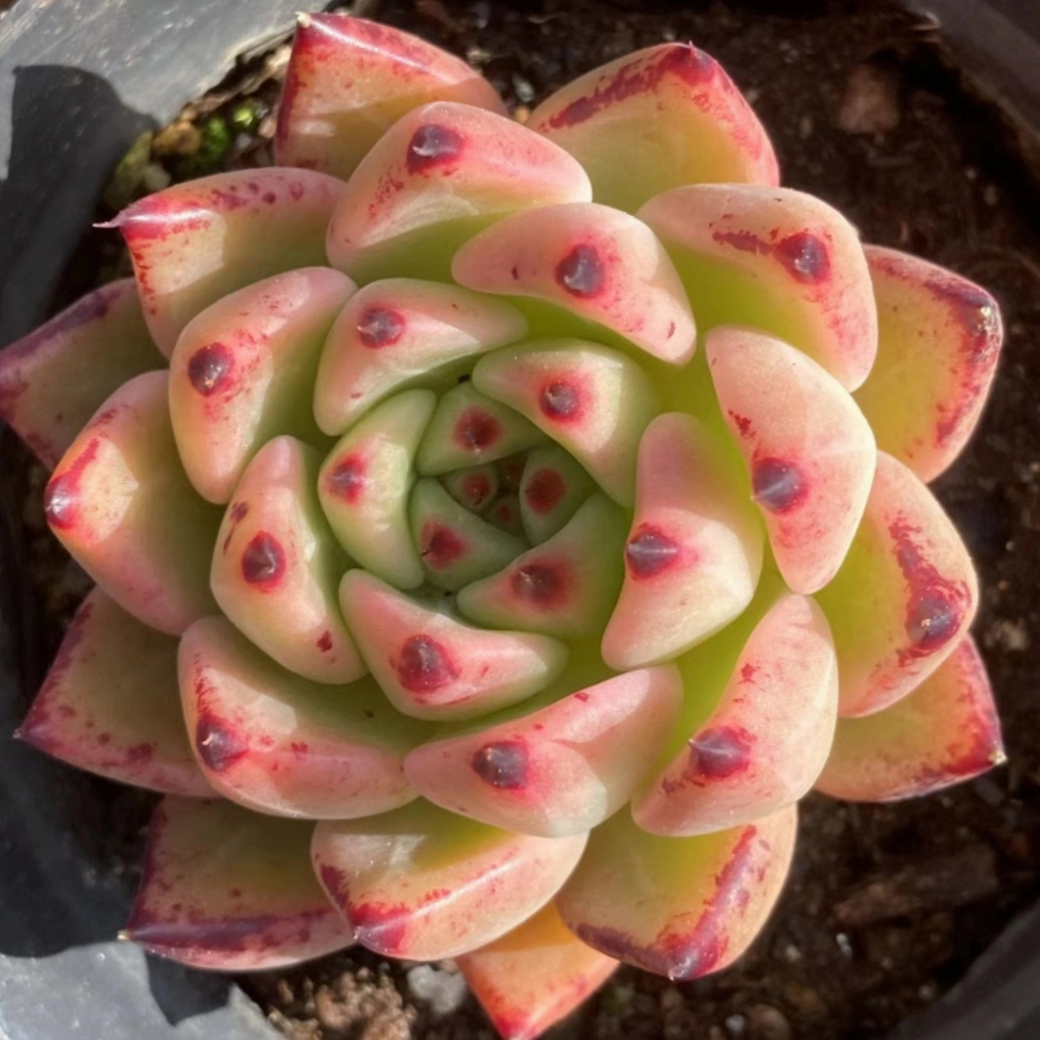 Echeveria The Next Gardener Yamaki