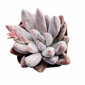 Echeveria Tolimanensis (Rare) mini ornamental plant  