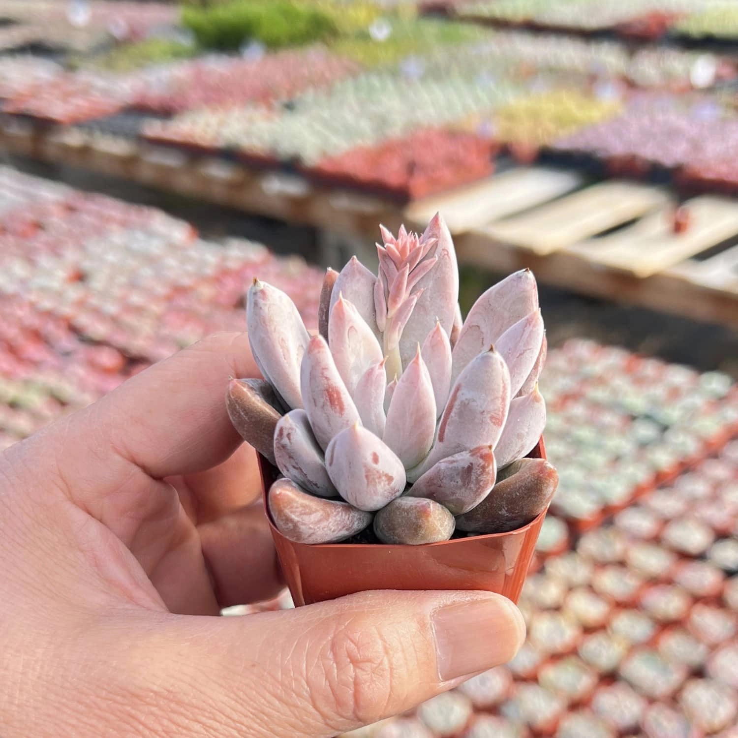 Echeveria Tolimanensis (Rare)