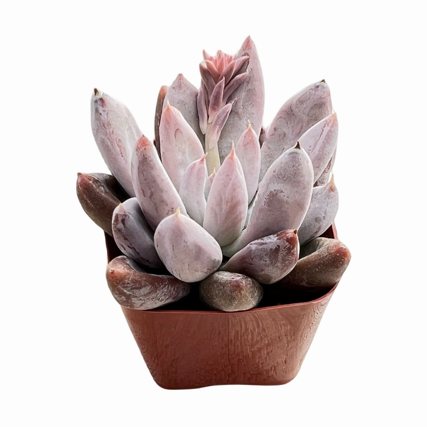 Echeveria Tolimanensis (Rare)