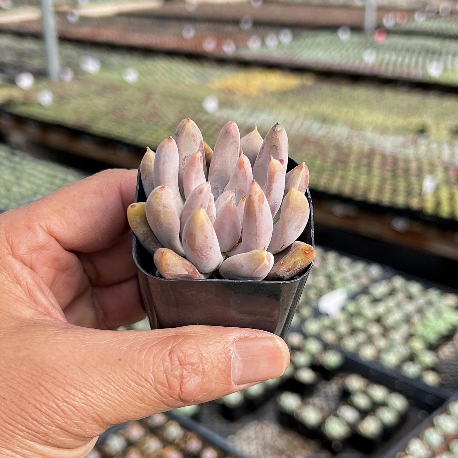 Echeveria Tolimanensis (Rare)