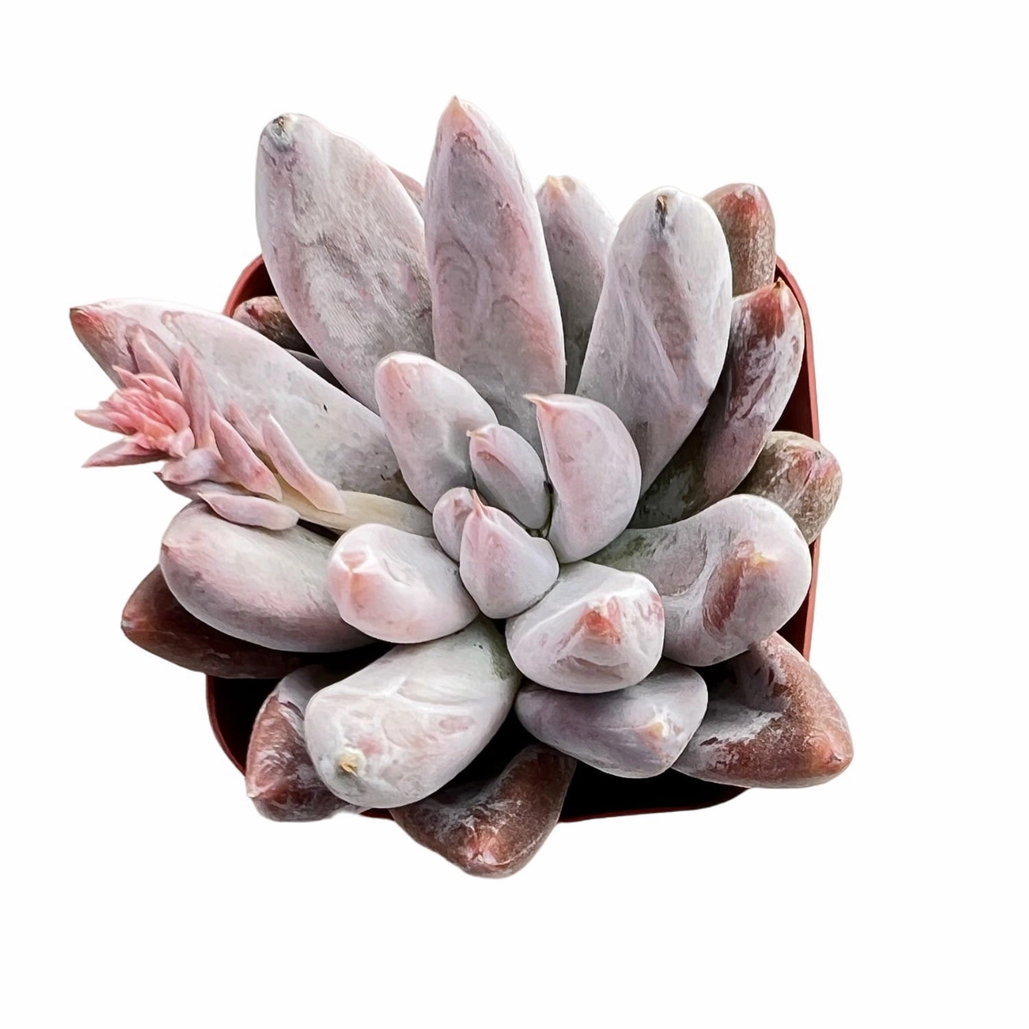 Echeveria Tolimanensis (Rare) mini ornamental plant  