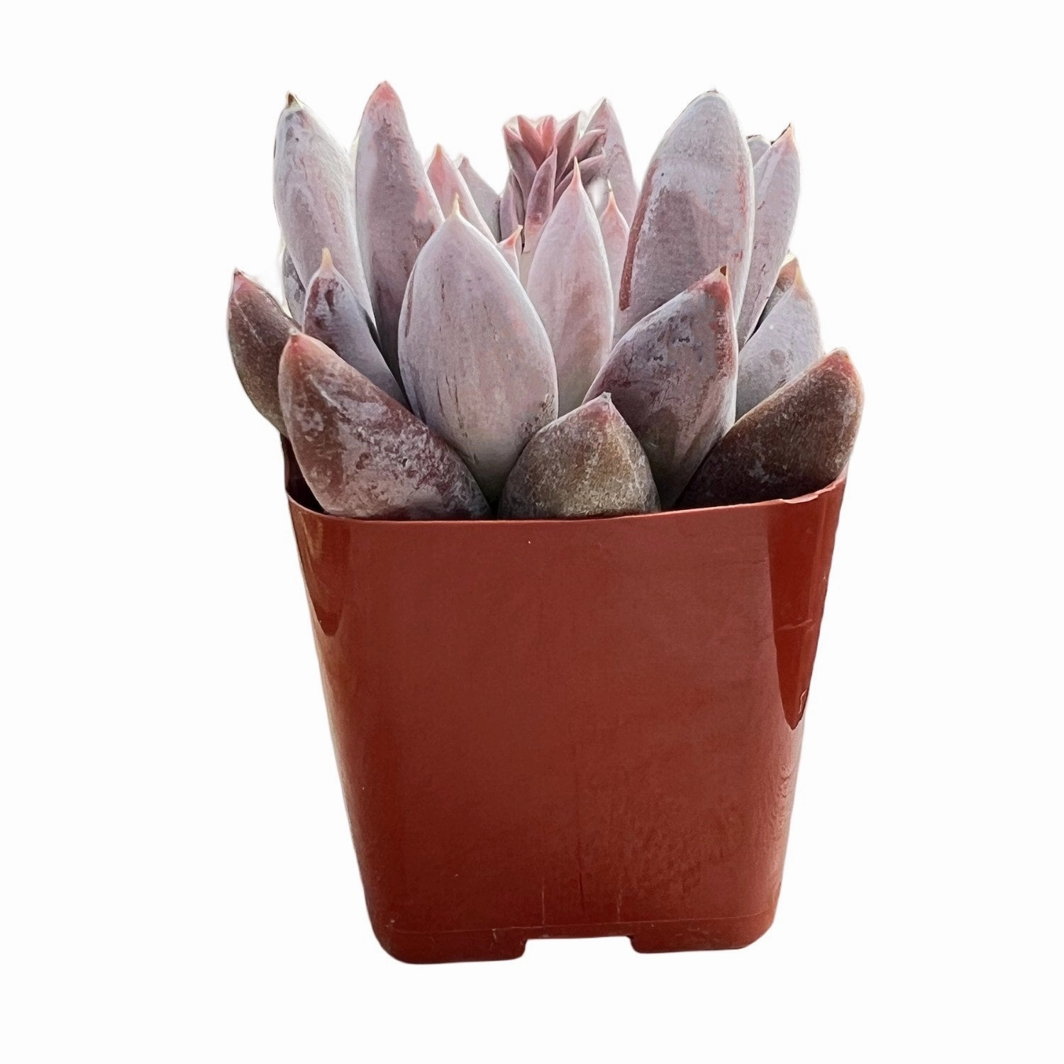 Echeveria Tolimanensis (Rare)
