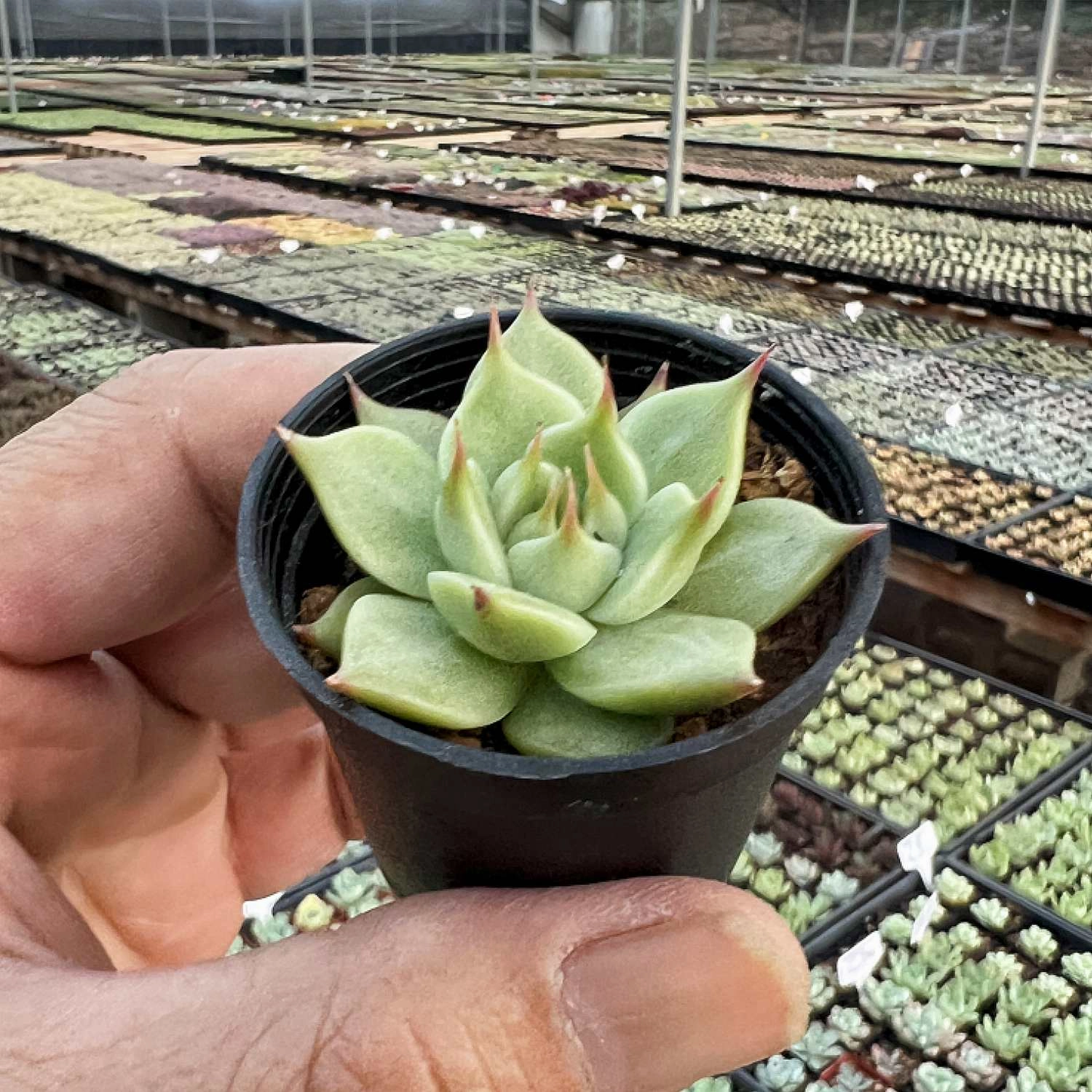 Echeveria Toscannelly