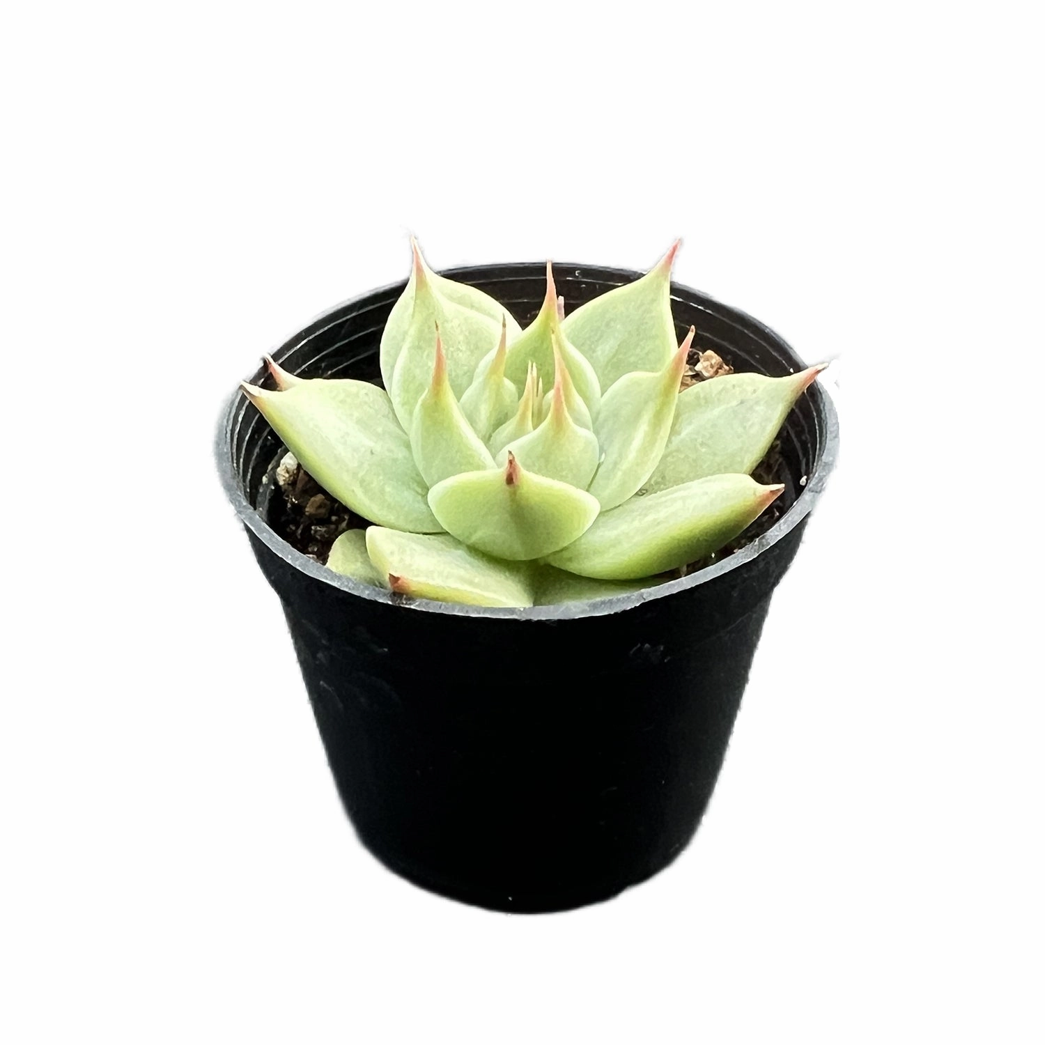 Echeveria Toscannelly