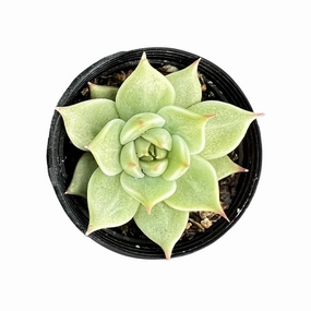 Echeveria Toscannelly mini ornamental plant  