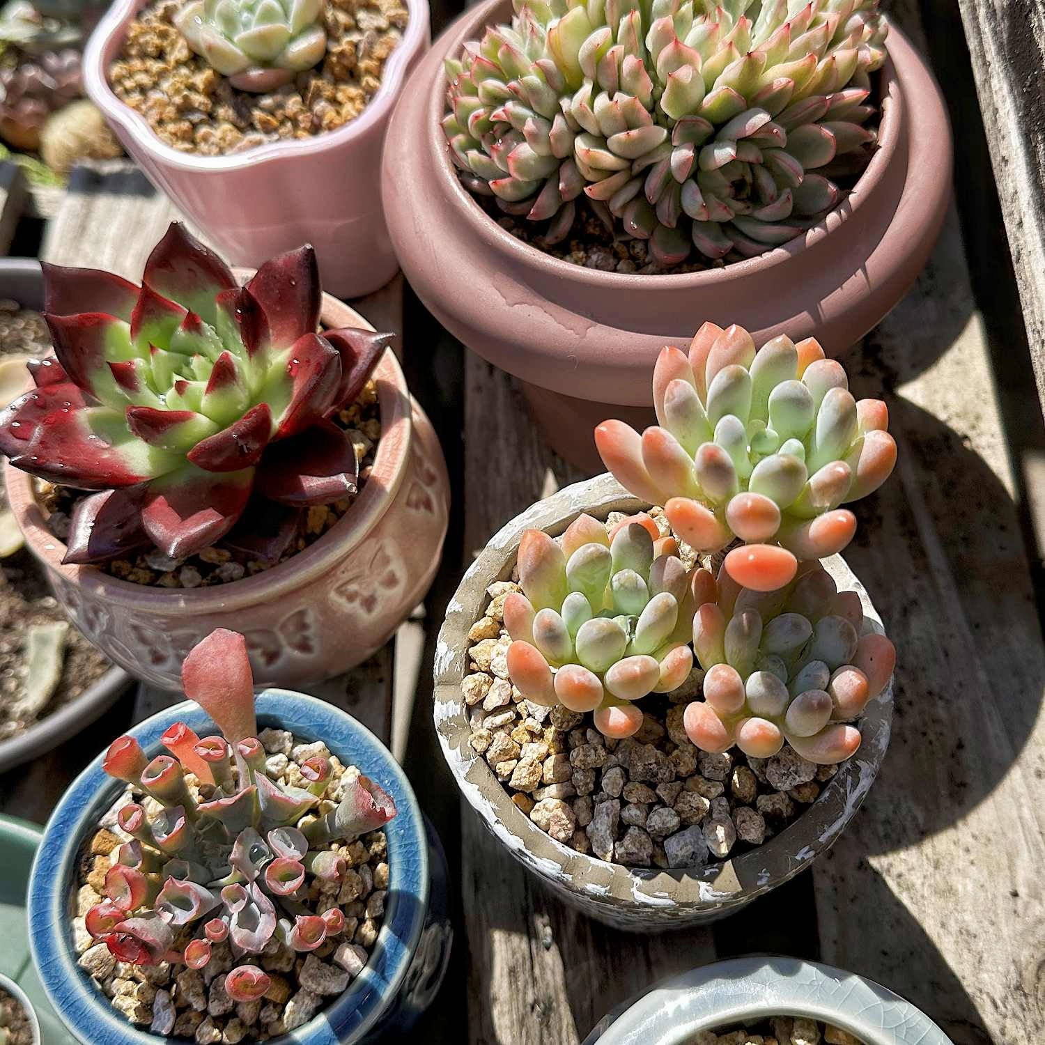 Echeveria Trumpet Pinky