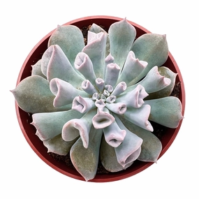 Echeveria Trumpet Pinky (4 inch) mini ornamental plant  