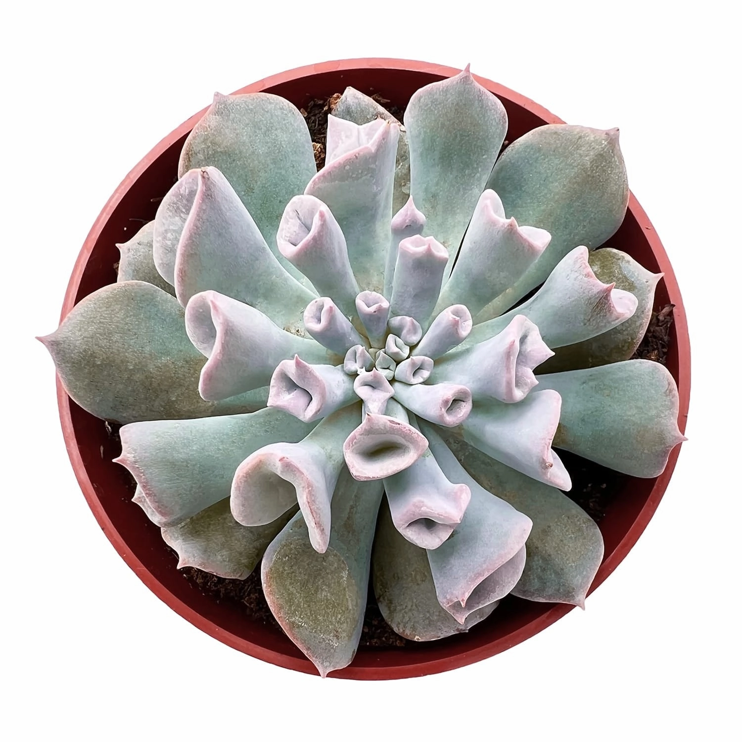 Echeveria Trumpet Pinky (4 inch) mini ornamental plant  