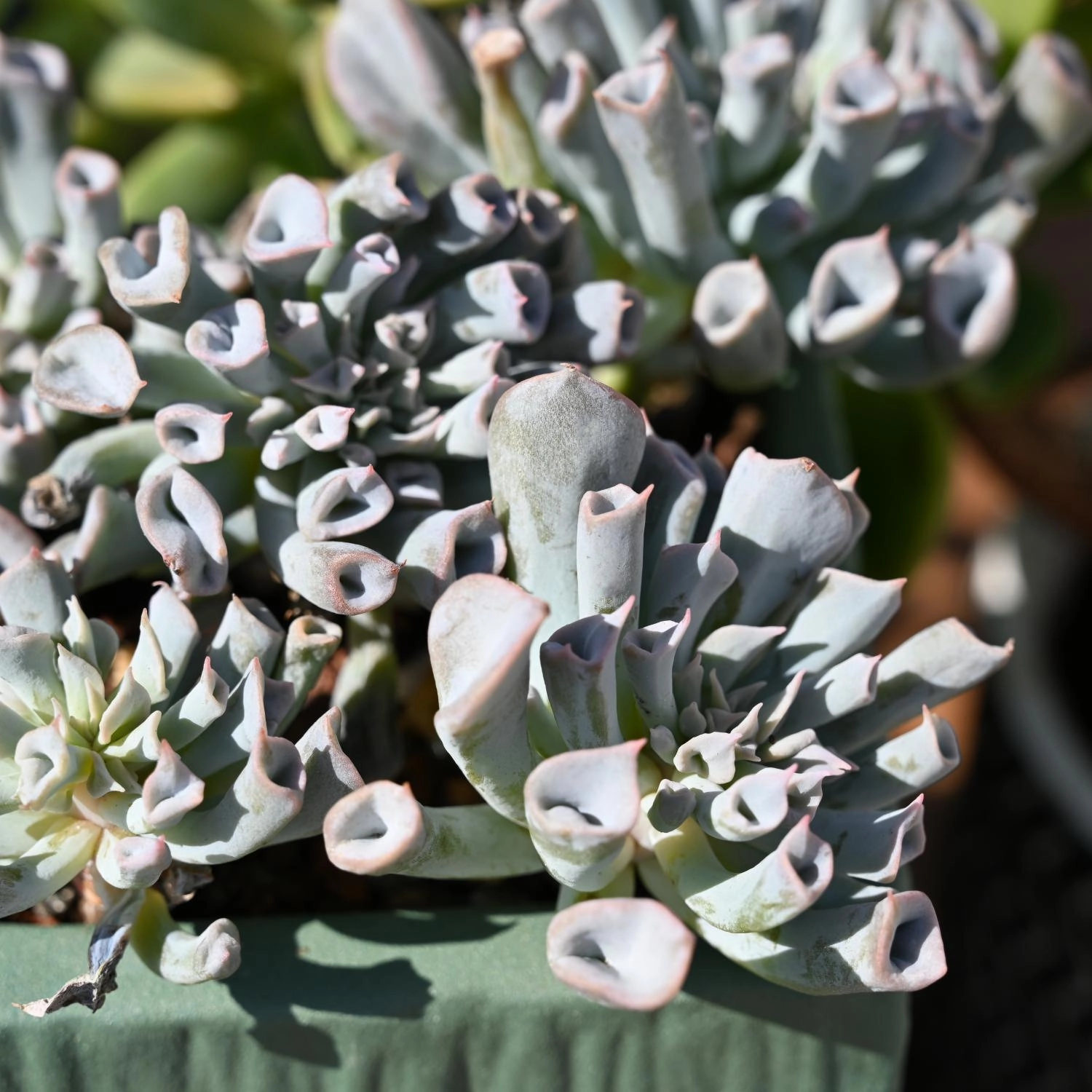 Echeveria Trumpet Pinky