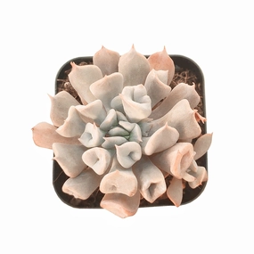 Echeveria Trumpet Pinky mini ornamental plant  