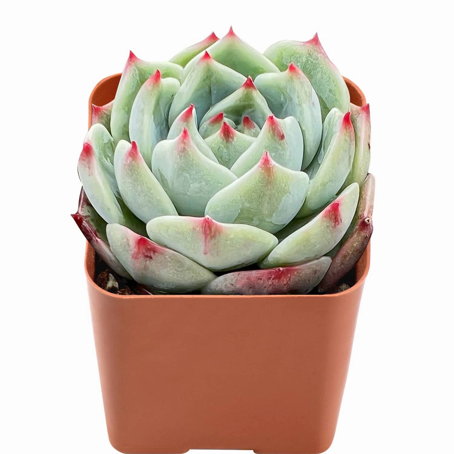 Echeveria White Dragon