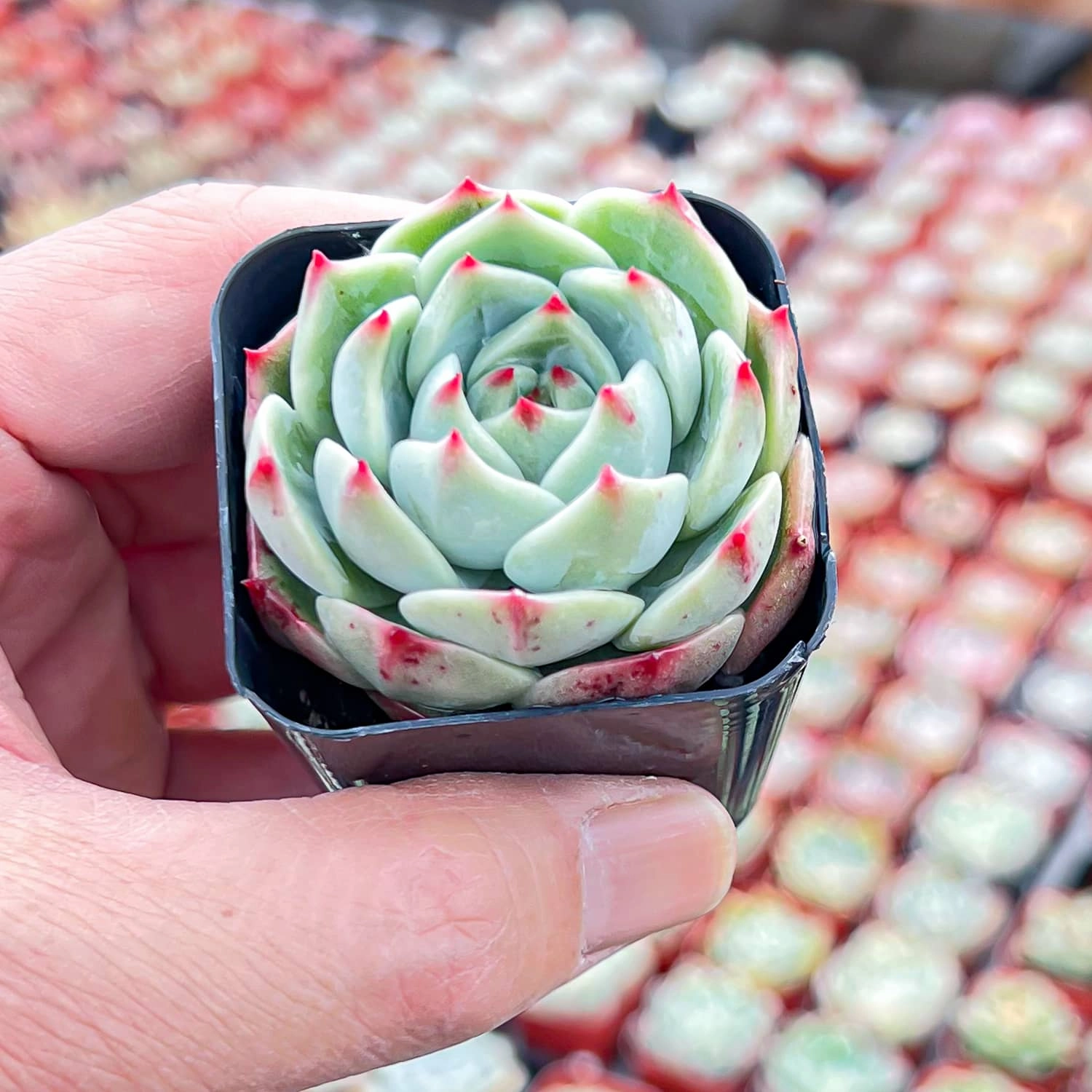 Echeveria White Dragon