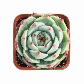 Echeveria White Dragon mini ornamental plant  