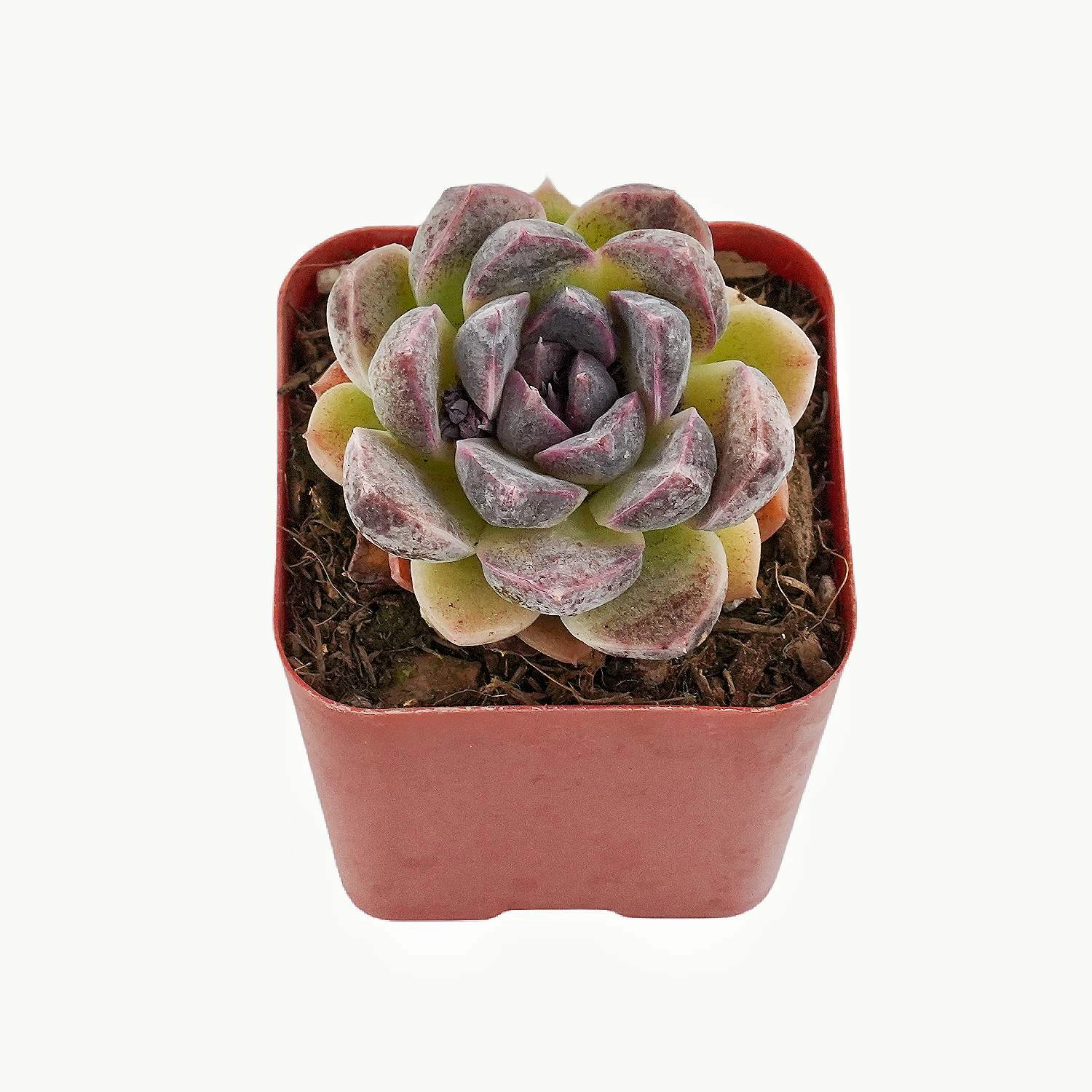 Echeveria Zixia Fairy