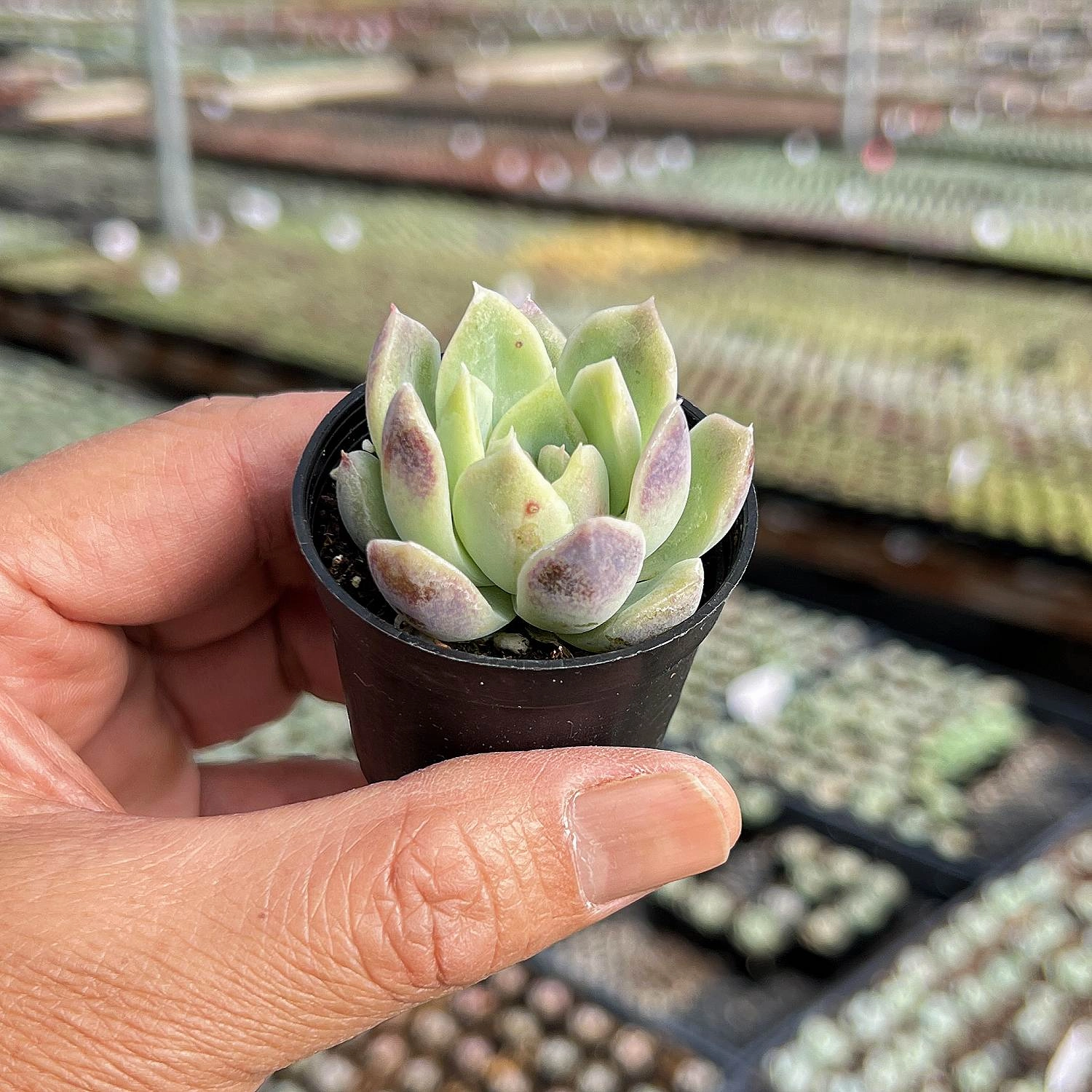 Echeveria Zixia Fairy