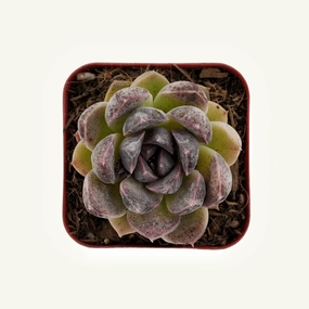 Echeveria Zixia Fairy mini ornamental plant  