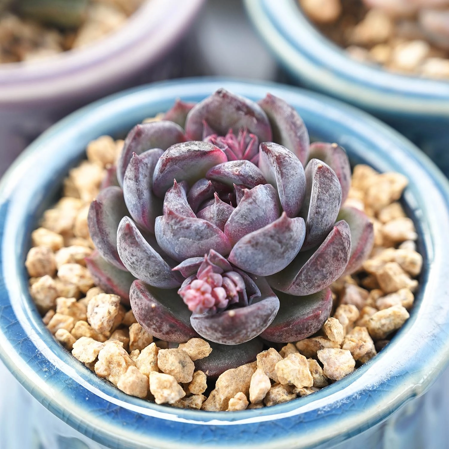 Echeveria Zixia Fairy