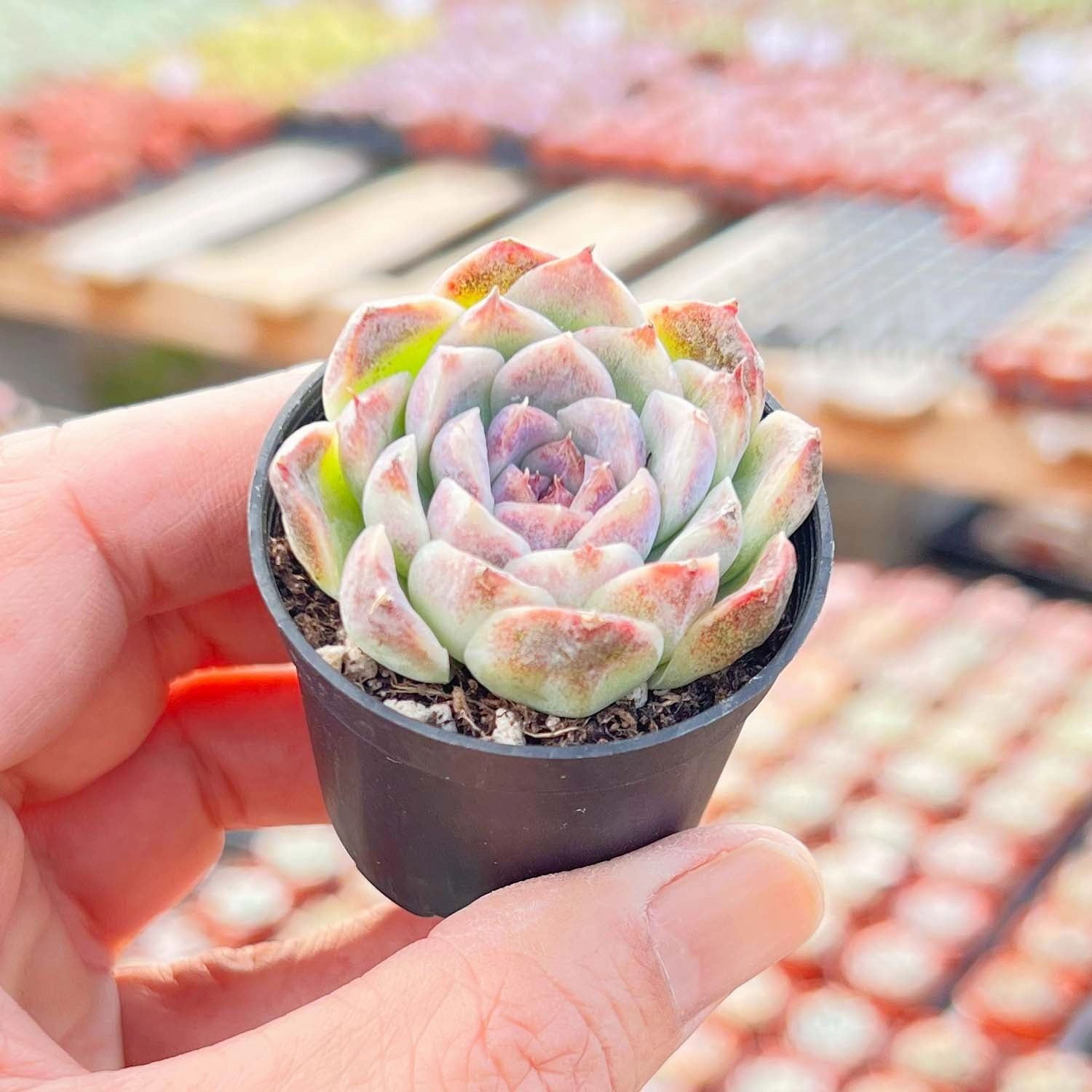 Echeveria Zixia Fairy