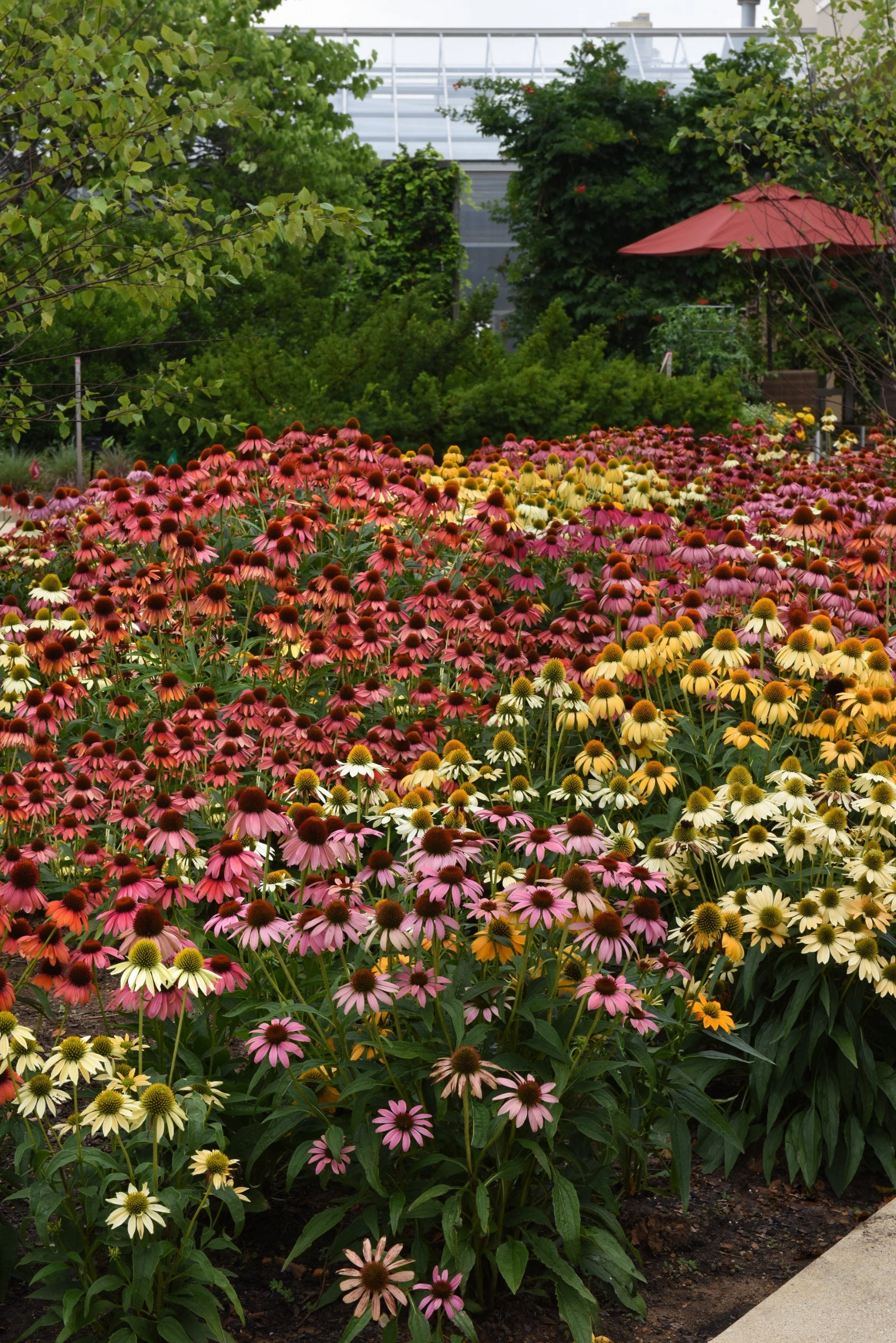 Echinacea 'Cheyenne Spirit' #1