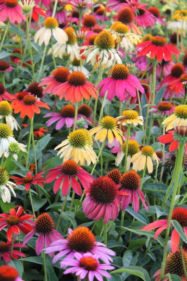 Echinacea 'Cheyenne Spirit' #1