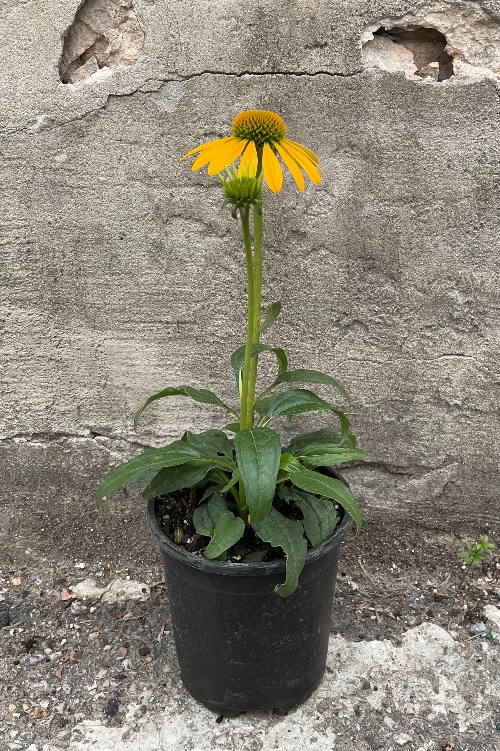 Echinacea 'Cheyenne Spirit' #1