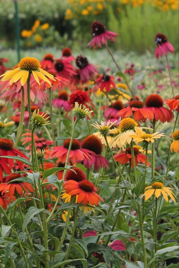 Echinacea 'Cheyenne Spirit' #1
